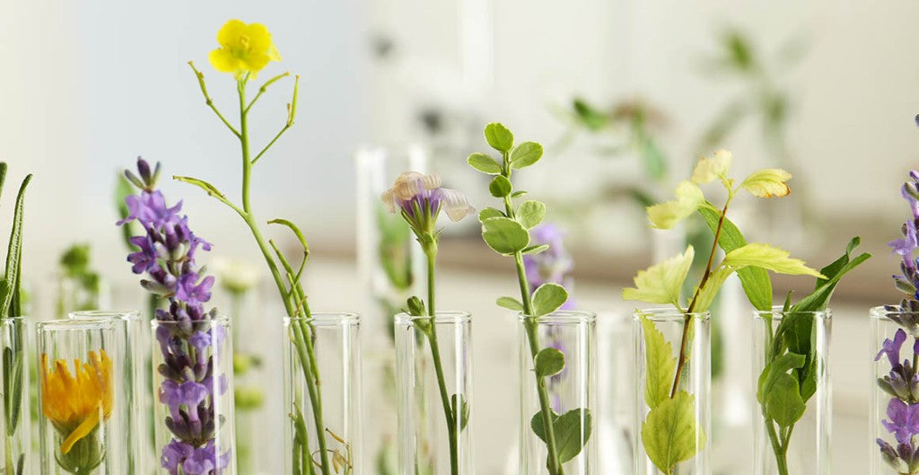 100 Commonly Used Medicinal Herbs