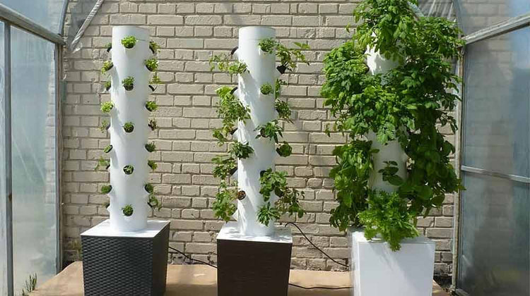 Hydroponic Growing